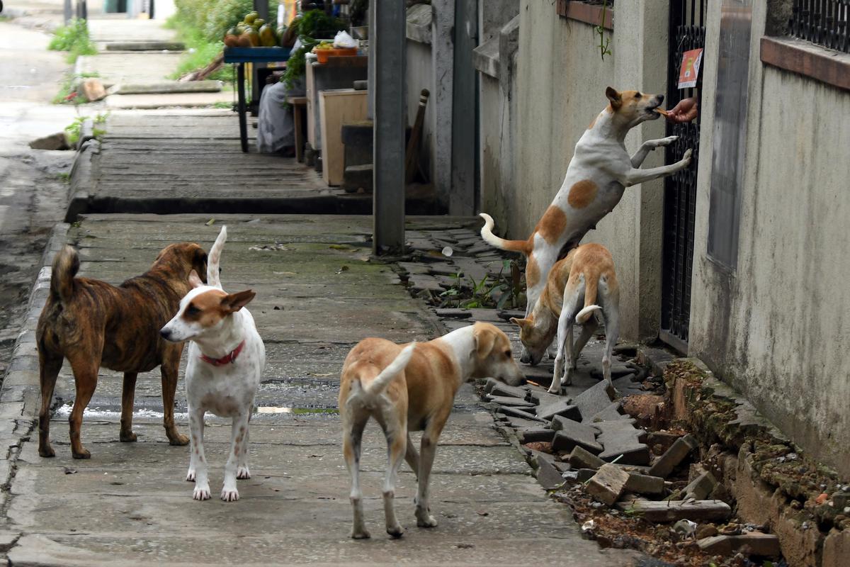 The ABC rules state that caregivers or those who wish to feed the animals have to find a designated spot after discussing with local residents while keeping in mind the territory of dogs. 