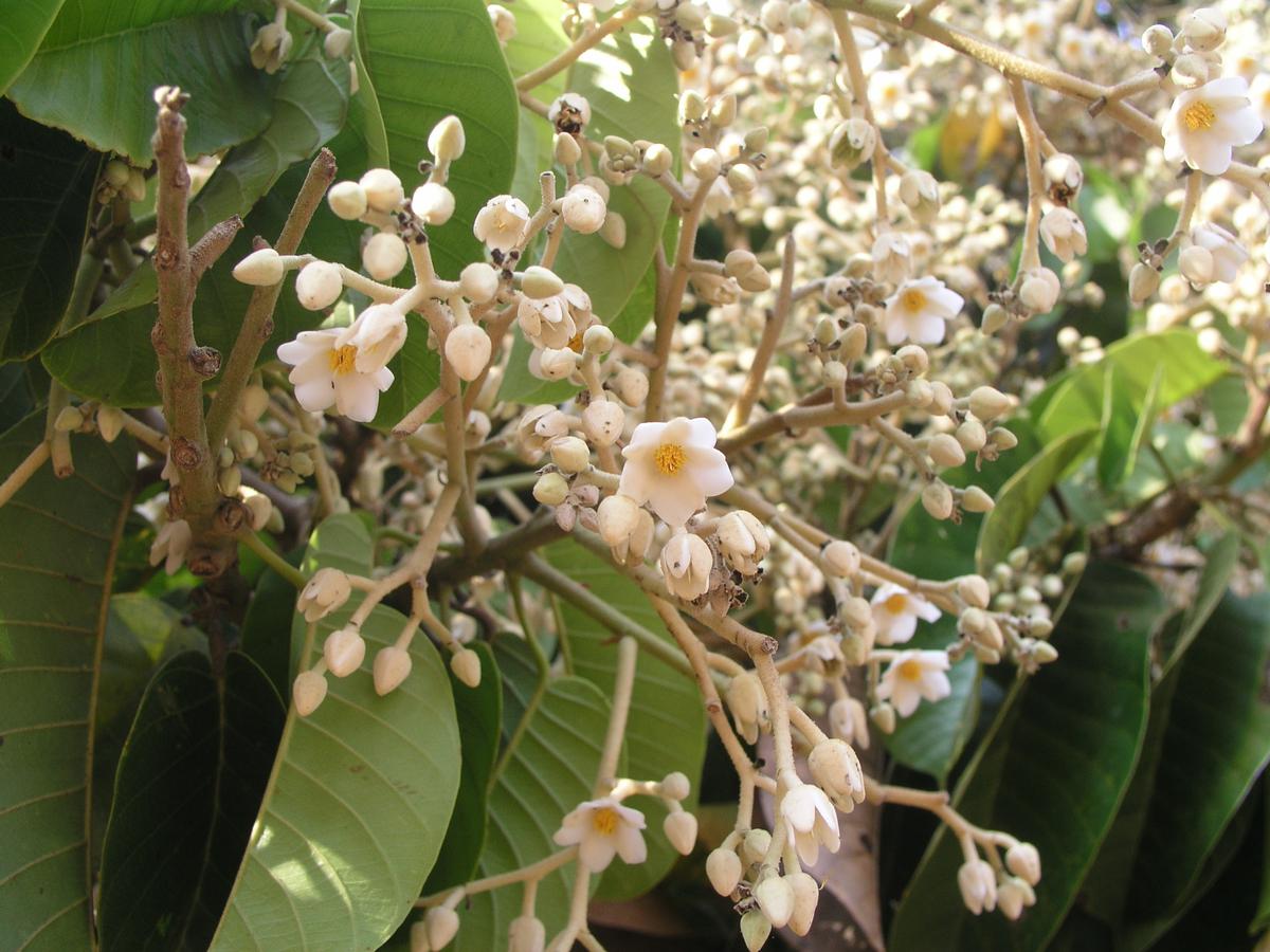 Endemic Vateria indica tree flowering branch.