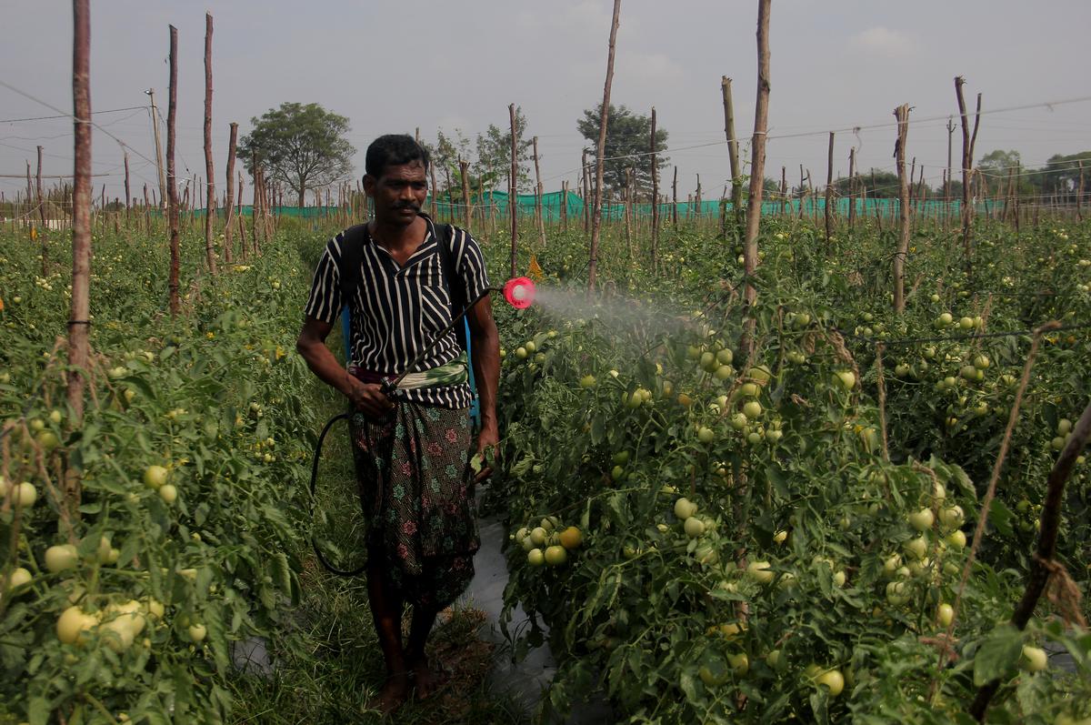 A daily wager spraying pesticide on tomato crop in an agricultural field in Nabarangpur district’s Umerkote area in south Odisha. 