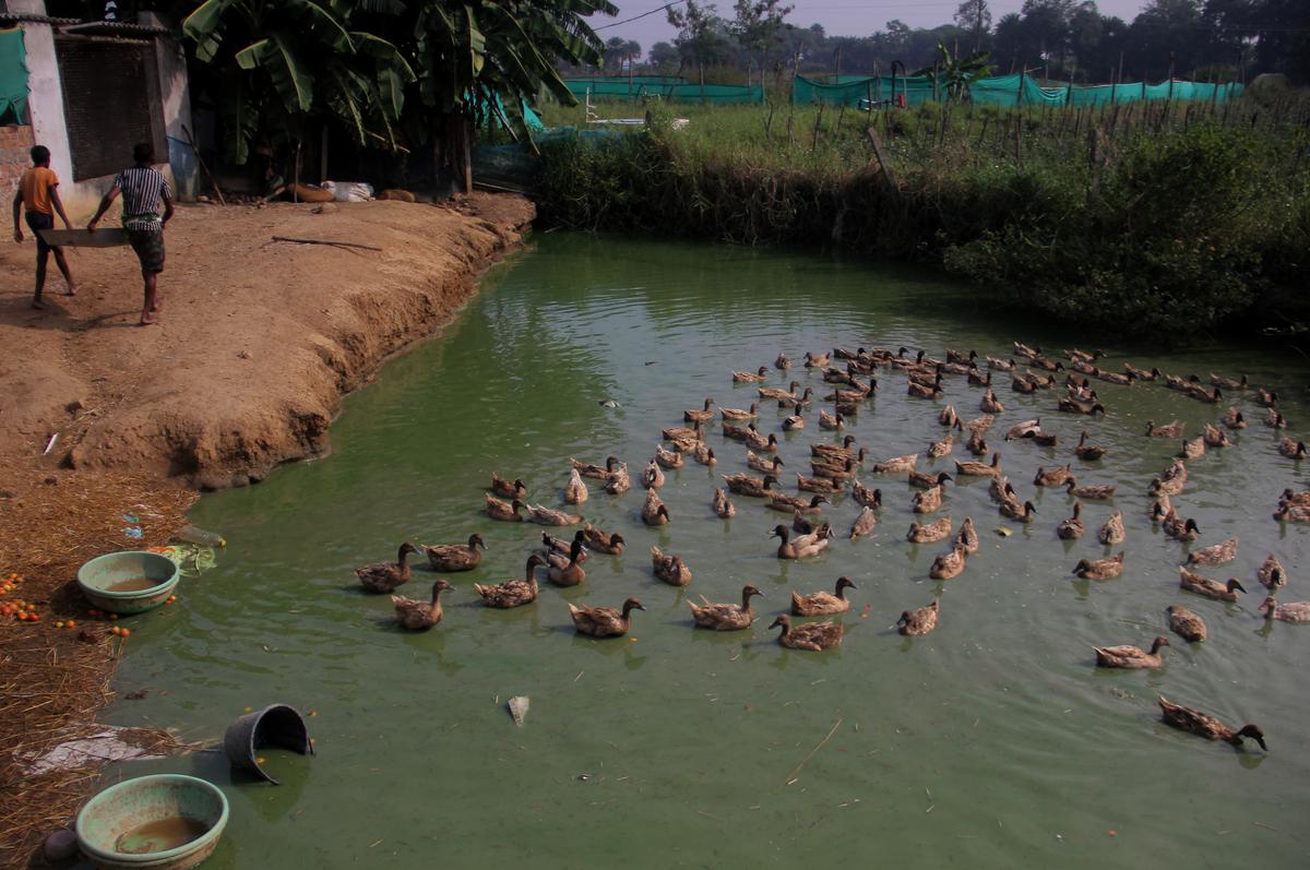 A duck farm in Nabarangapur district’s Umerkote area in south Odisha.