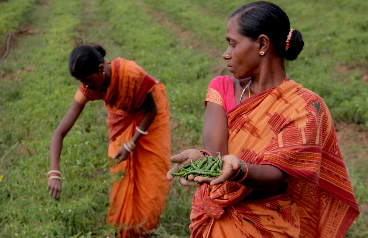 Women plucking chillies at an agricultural field in Nabarangapur district’s Umerkote area in south Odisha.
