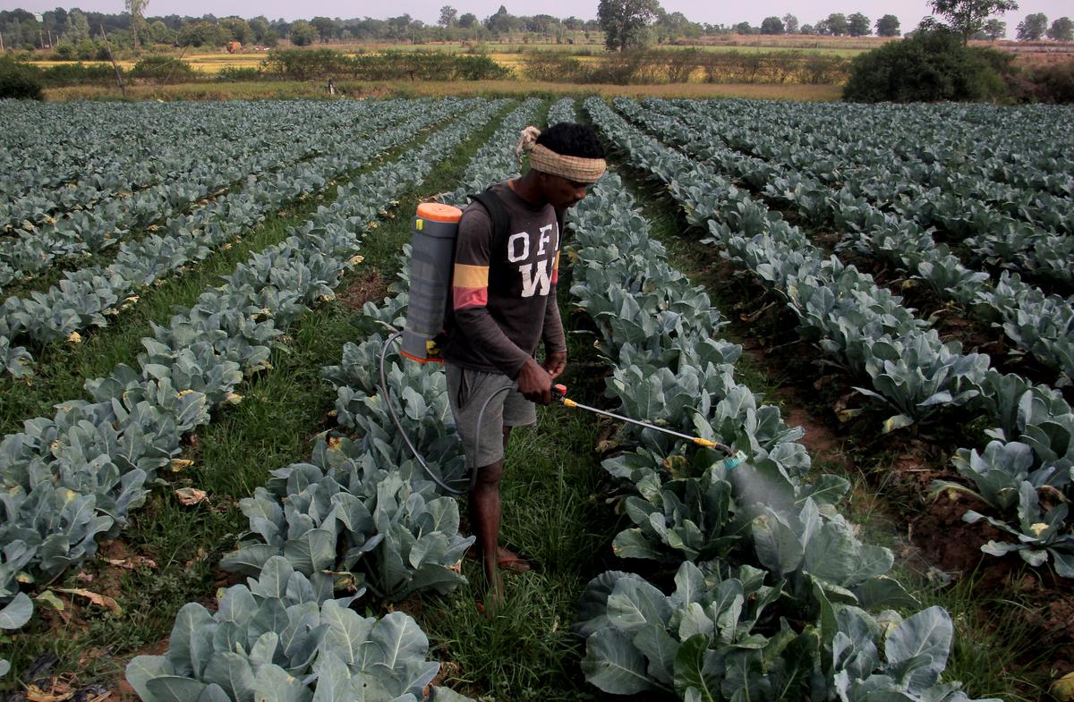A daily wager applying pesticide on cabbage crop at an agriculture field in Nabarangapur district’s Raighar area in south Odisha. 