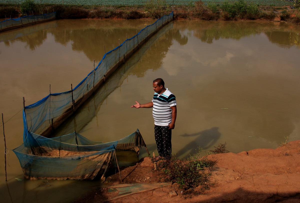 Many farmers have independently constructed ponds for fish culture in Nabarangapur district’s Raighar area in south Odisha.