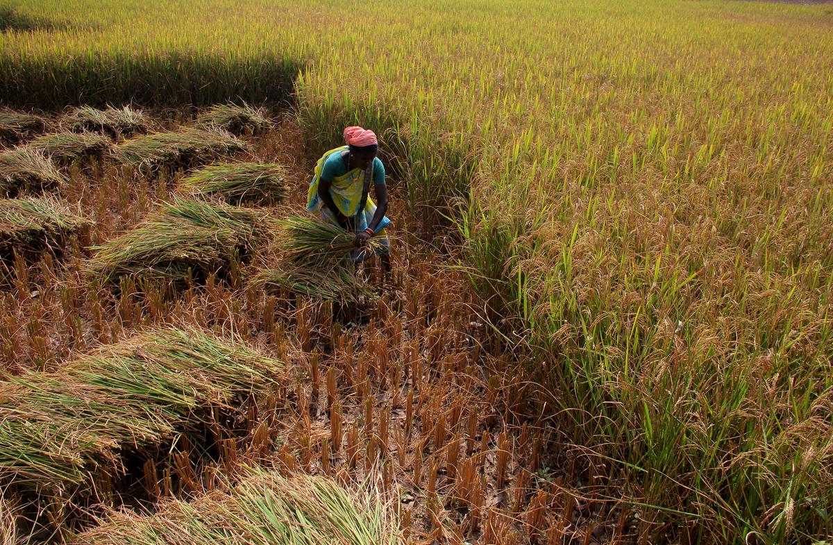 A tribal farmer harvests paddy in her field in Nabarangapur district’s Raighar area in south Odisha. 