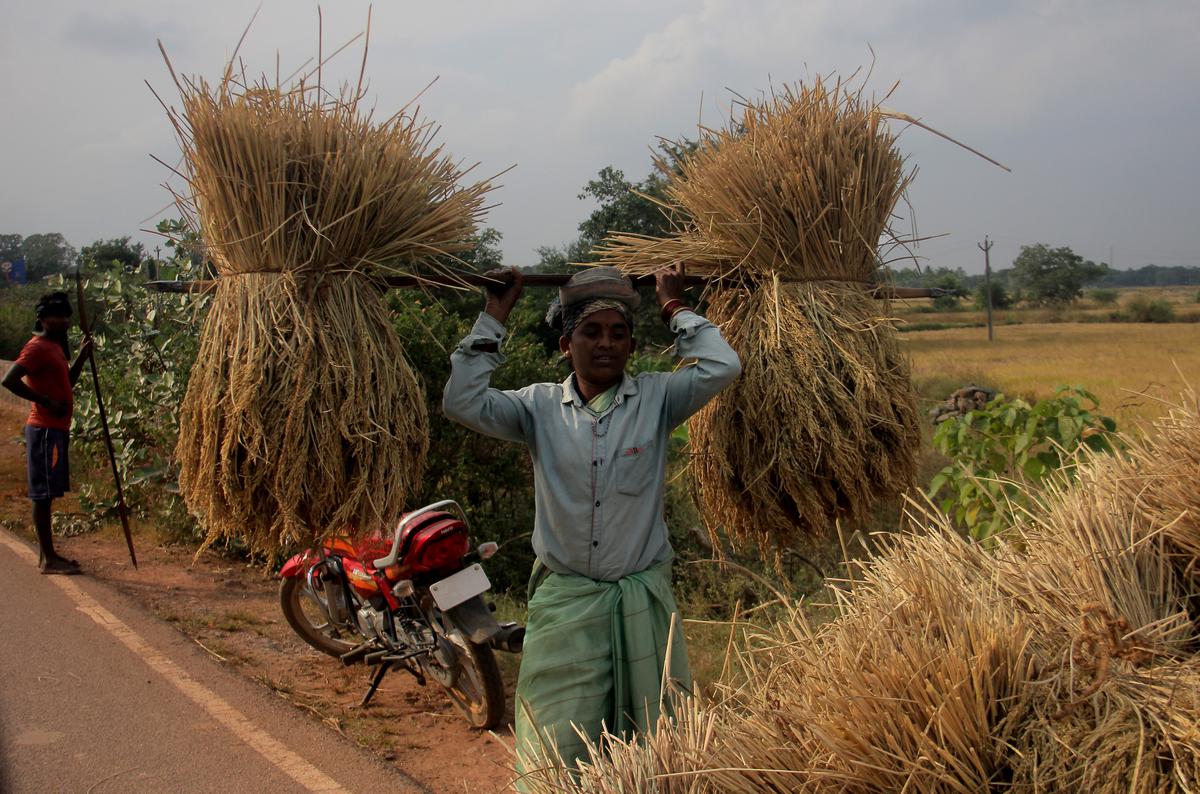 A daily wager transporting harvested paddy in Nabarangapur district in south Odisha. 