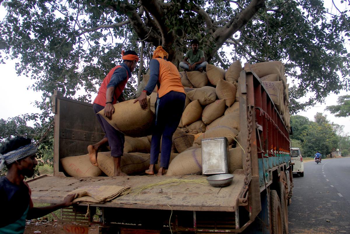 Workers dispatch maize-laden trucks for sale.