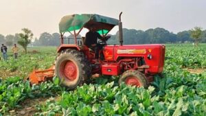 UP: Cauliflower is being sold at two rupees per kg market, farmers are driving tractors on standing crops